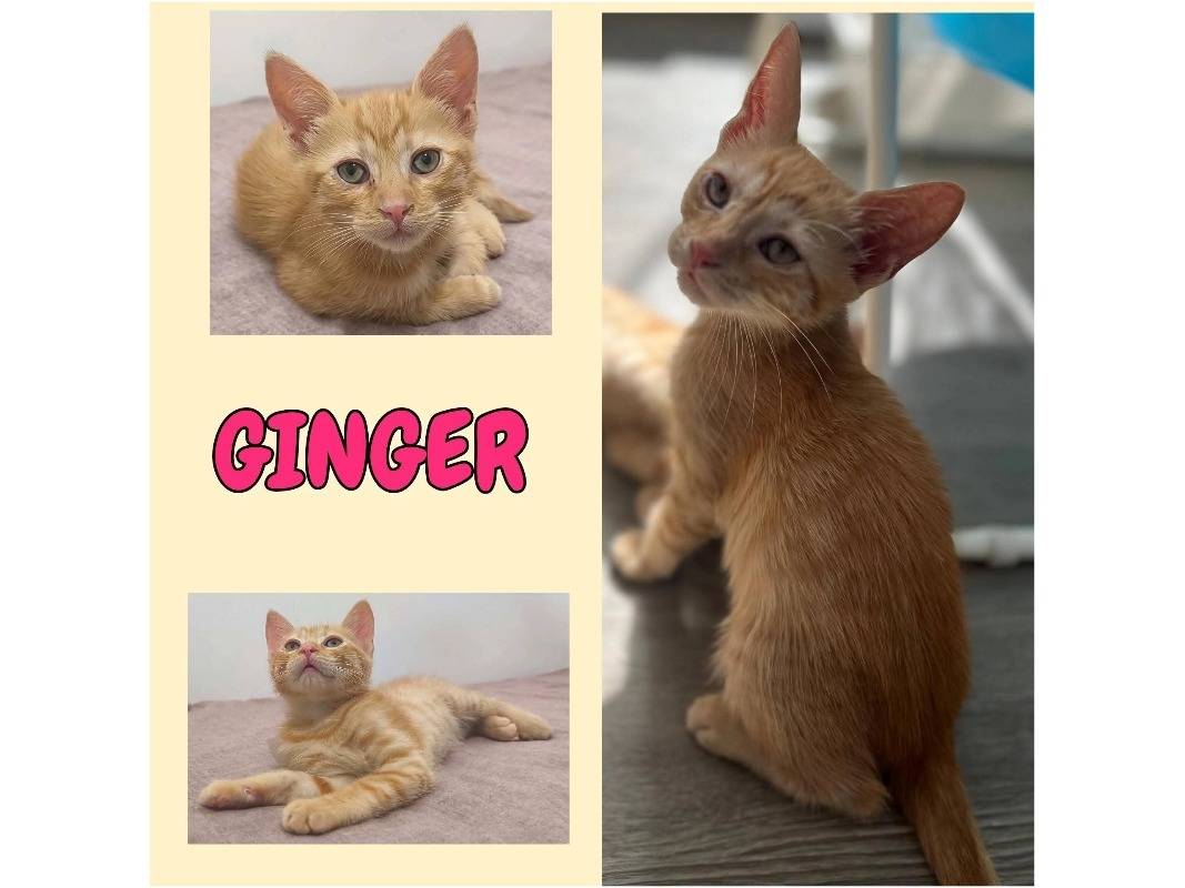 Adotta un gatto, taglia non valida, femmina, Potenza