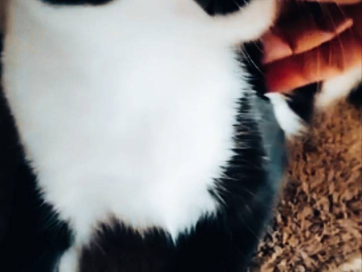 Vuoi adottare un gatto a Pisa?