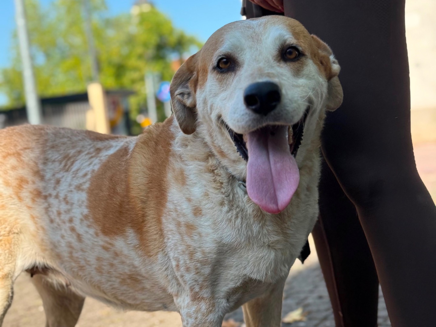 Adozione cane, femmina, Razza sconosciuta Razza sconosciuta, 7 anni e 11 mesi, taglia gigante, Milano