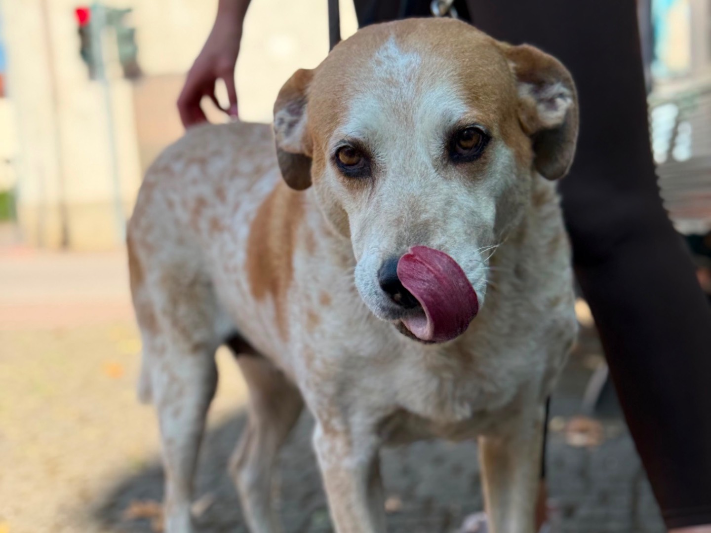 Adotta un cane, femmina, 7 anni e 11 mesi, Milano