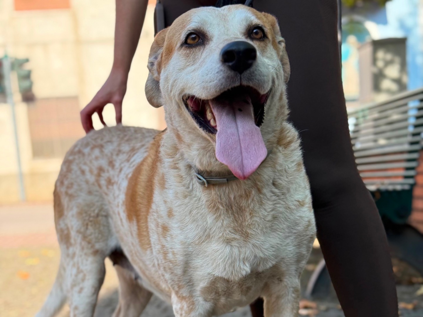 Adotta un cane, taglia gigante, femmina, Milano