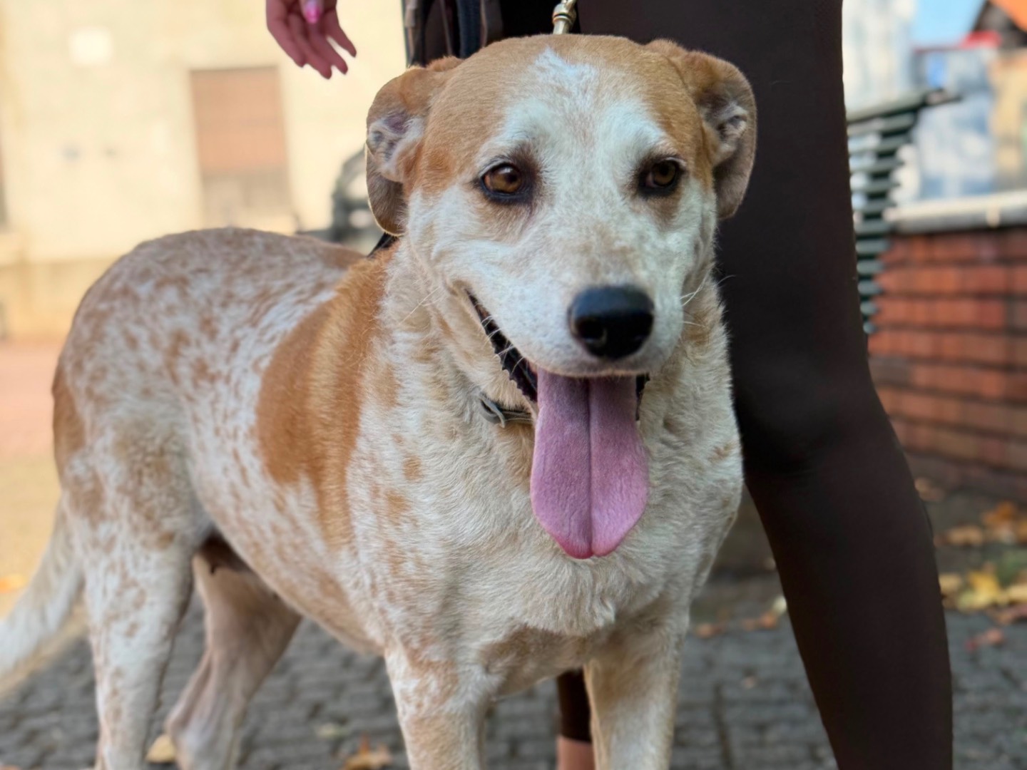 Vuoi adottare un cane a Milano?