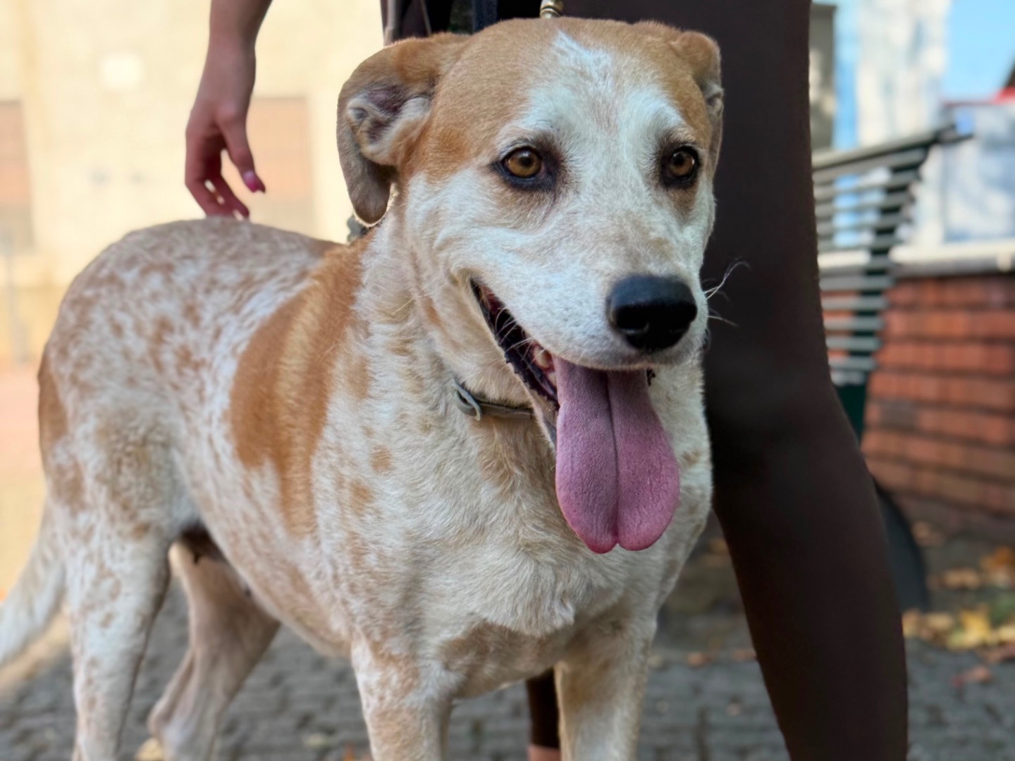 Adotta il cane Italia a Milano