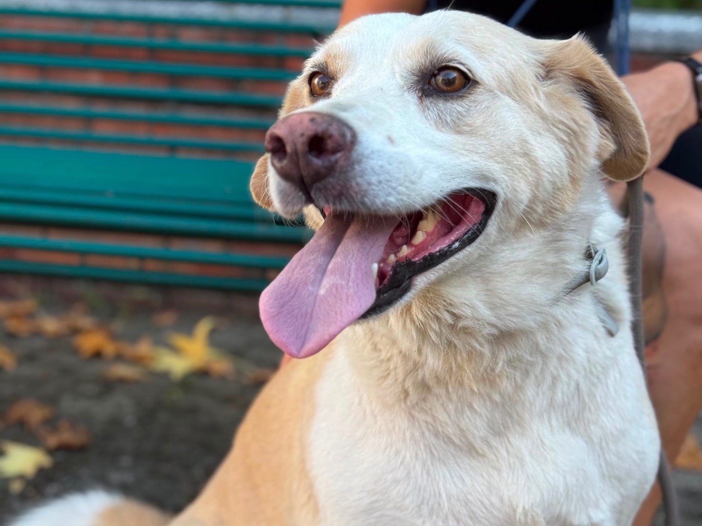 Vuoi adottare un cane a Milano?