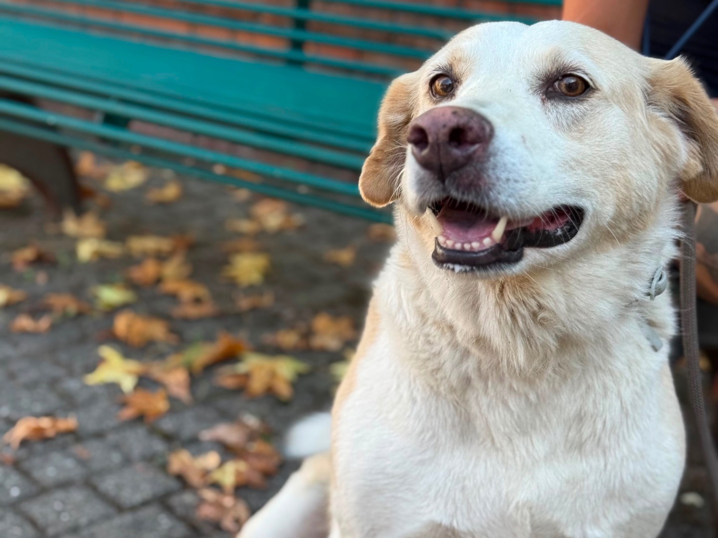 Adotta il cane Bella a Milano
