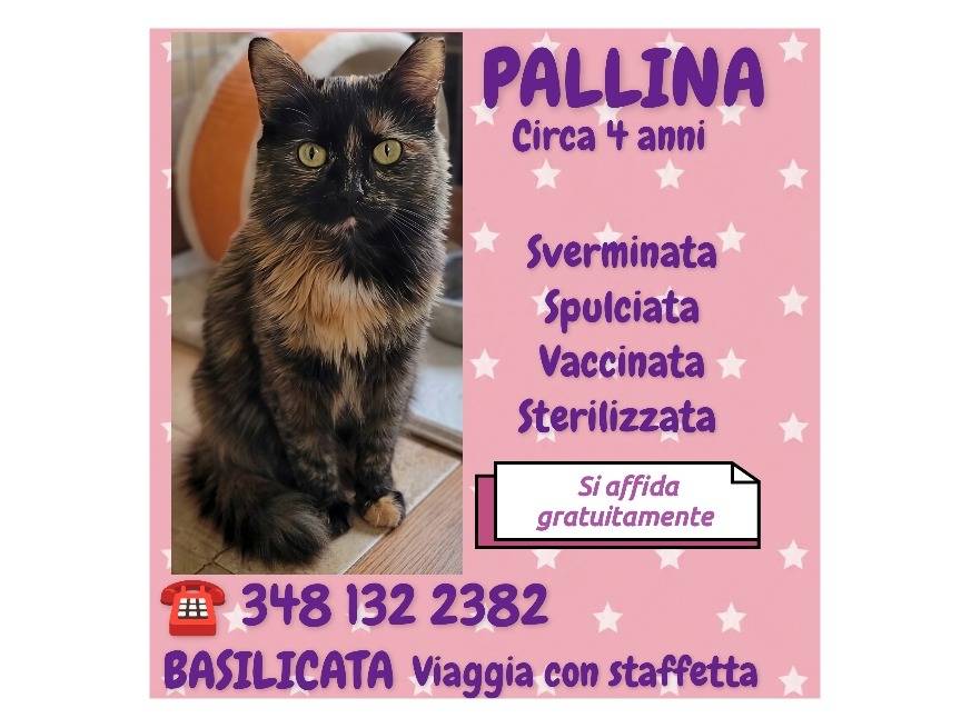 Vuoi adottare un gatto a Potenza?