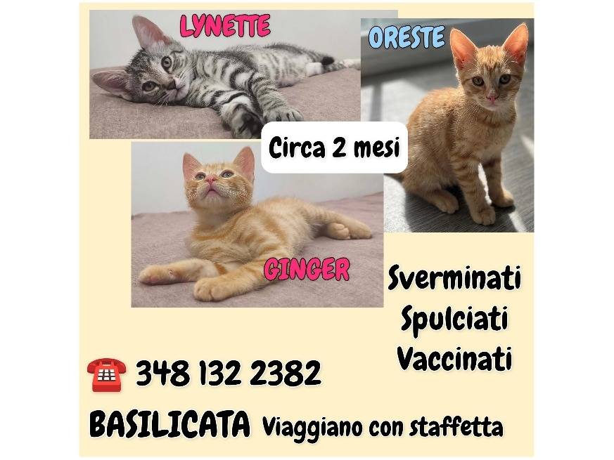 Vuoi adottare un gatto a Potenza?
