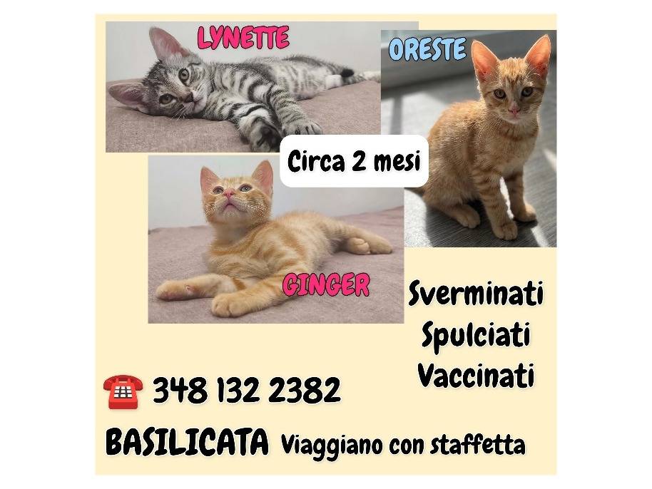 Vuoi adottare un gatto a Potenza?