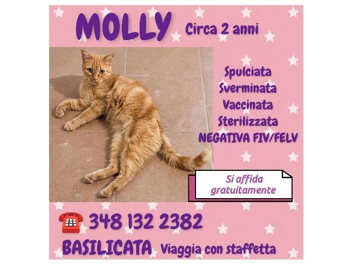 Foto 3 dell'animale