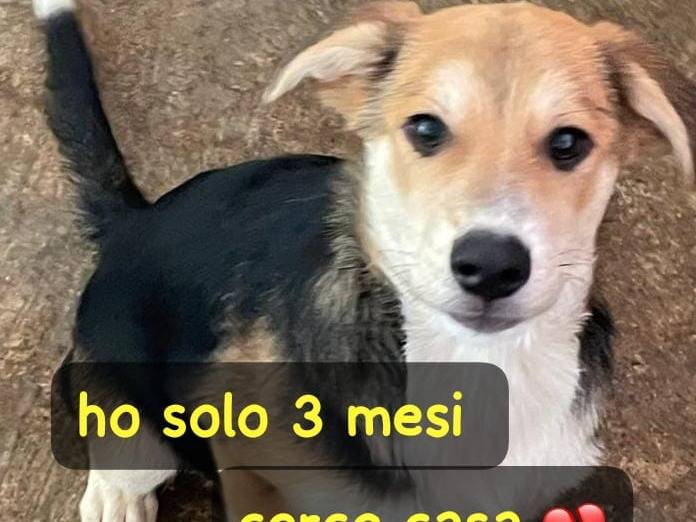 Adozione cane, maschio, Razza sconosciuta Razza sconosciuta, 3 mesi, taglia media, Asti