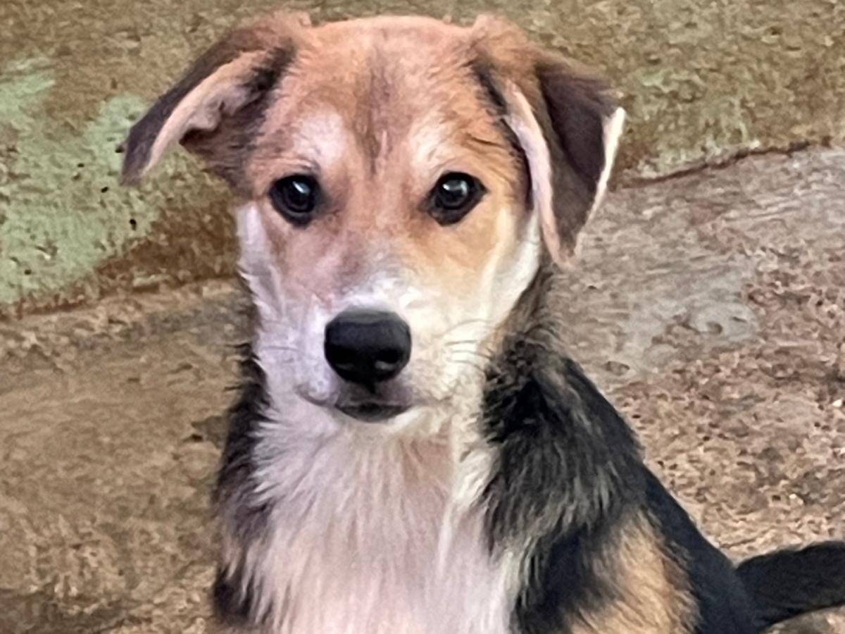 Adotta un cane, maschio, 3 mesi, Asti