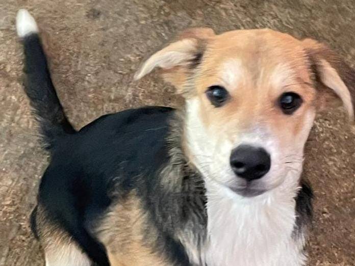 Adotta un cane, taglia media, maschio, Asti
