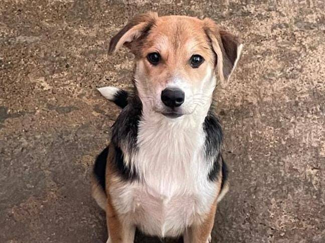 Vuoi adottare un cane a Asti?