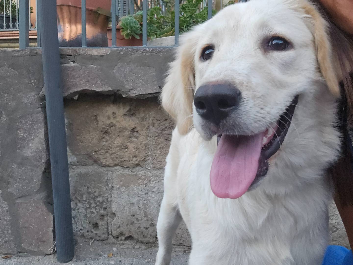 Adotta un cane, femmina, 5 mesi, Avellino