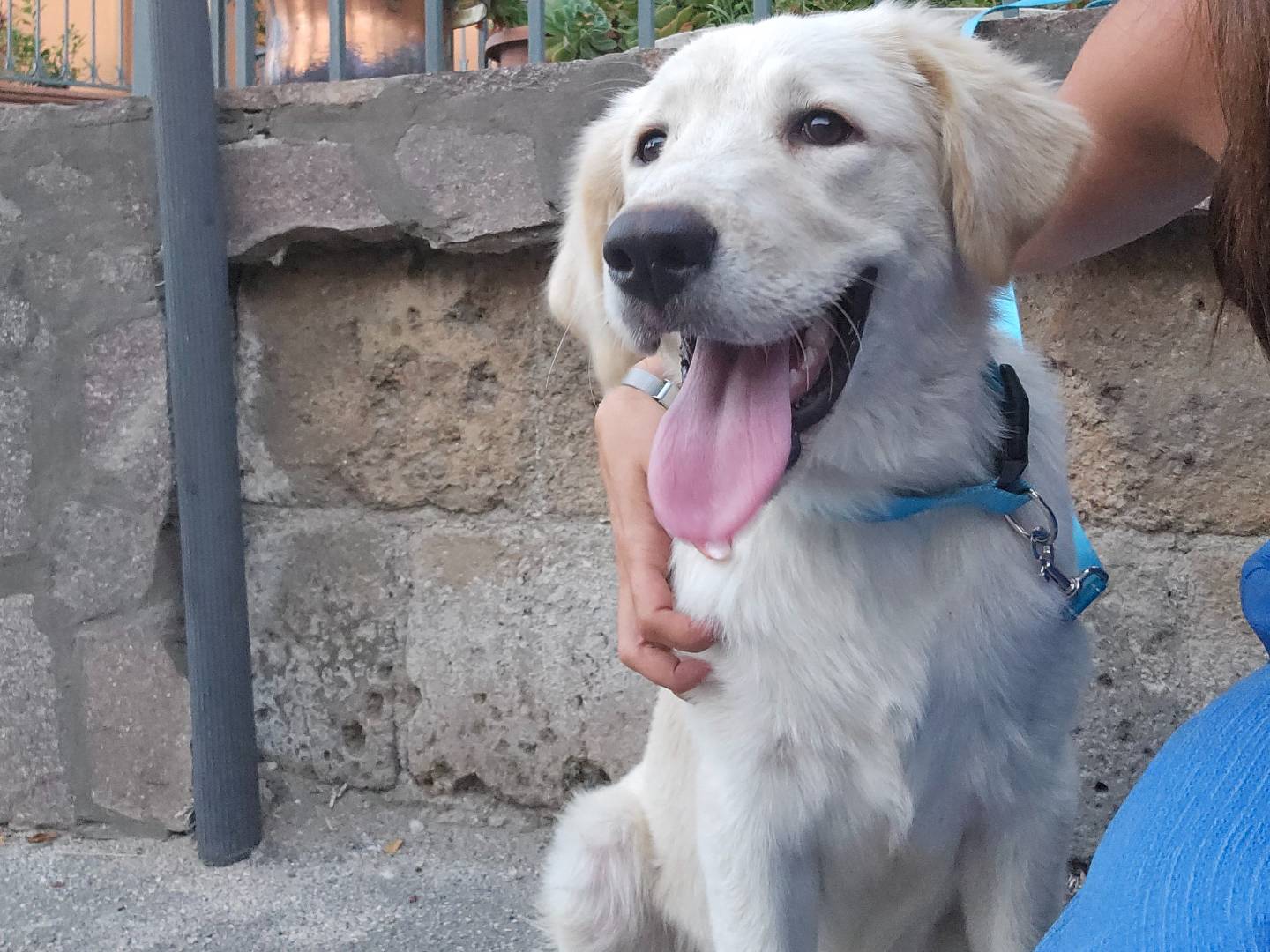 Adotta un cane, taglia grande, femmina, Avellino