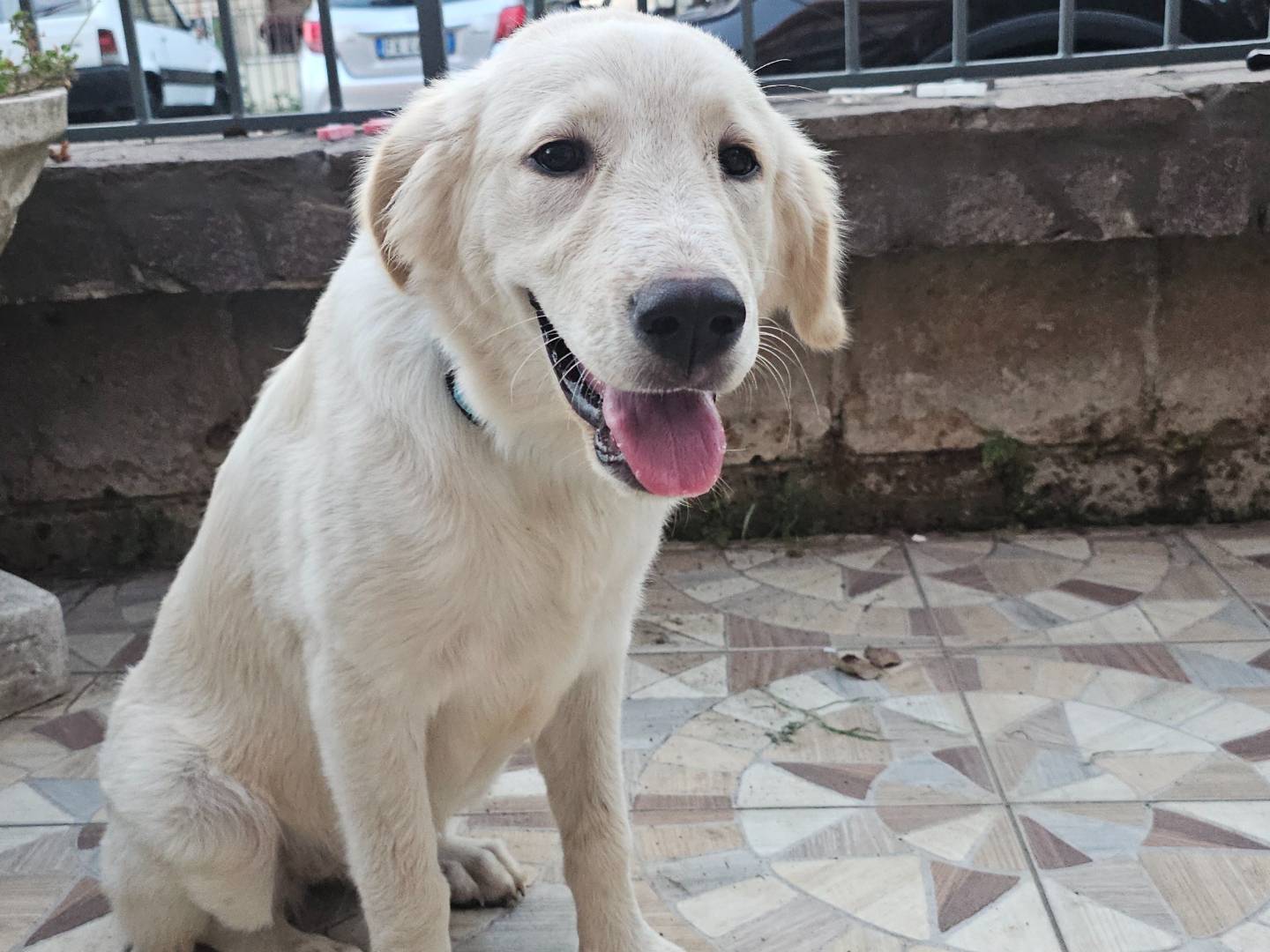 Vuoi adottare un cane a Avellino?
