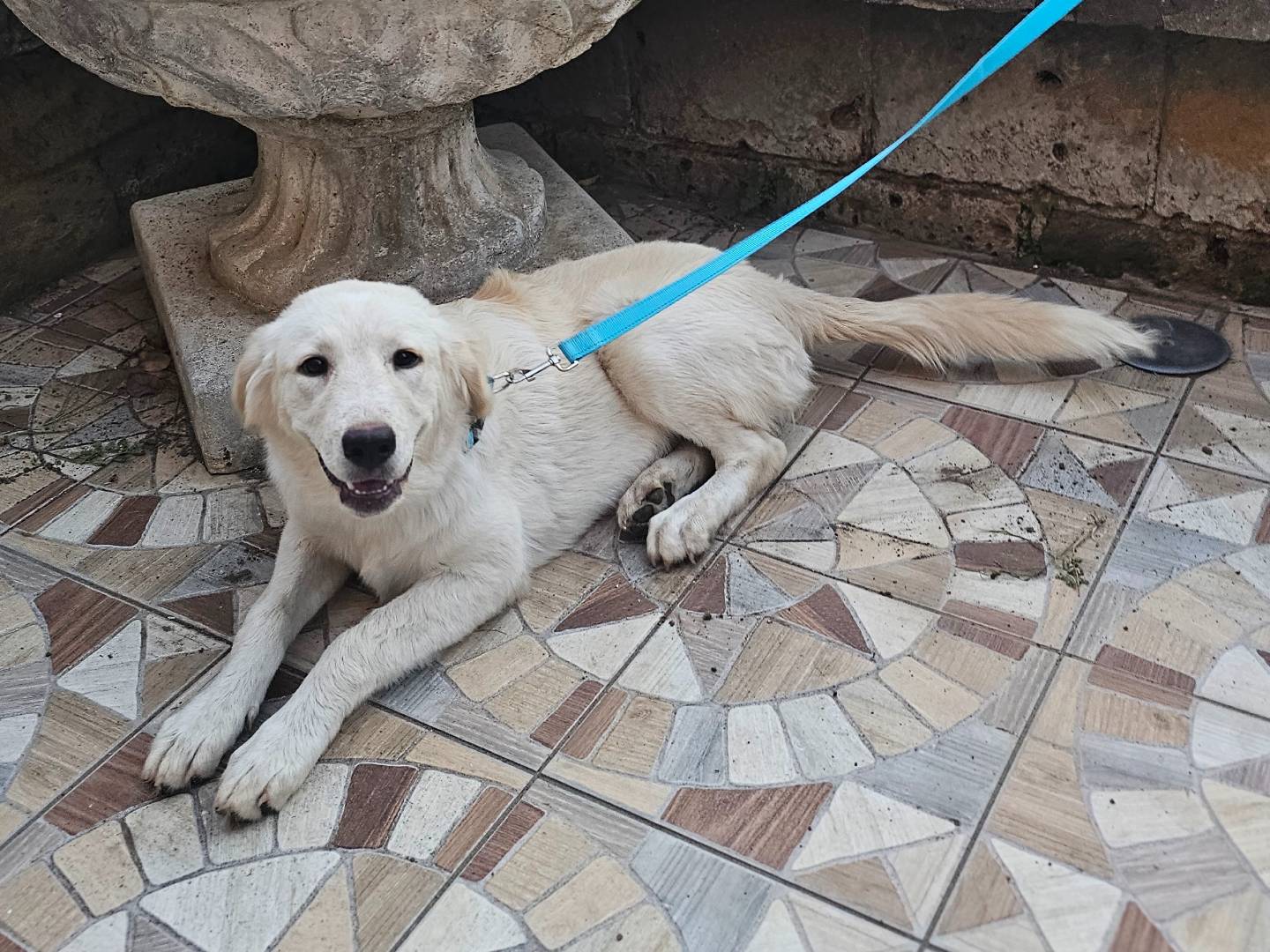 Adotta il cane Paloma a Avellino