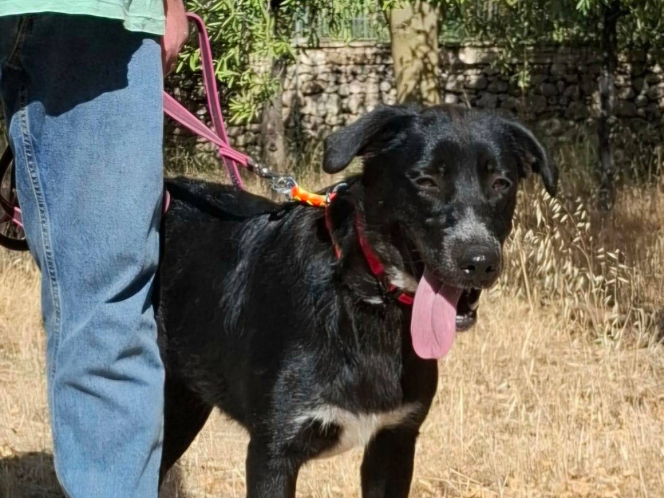 Vuoi adottare un cane a Bari?