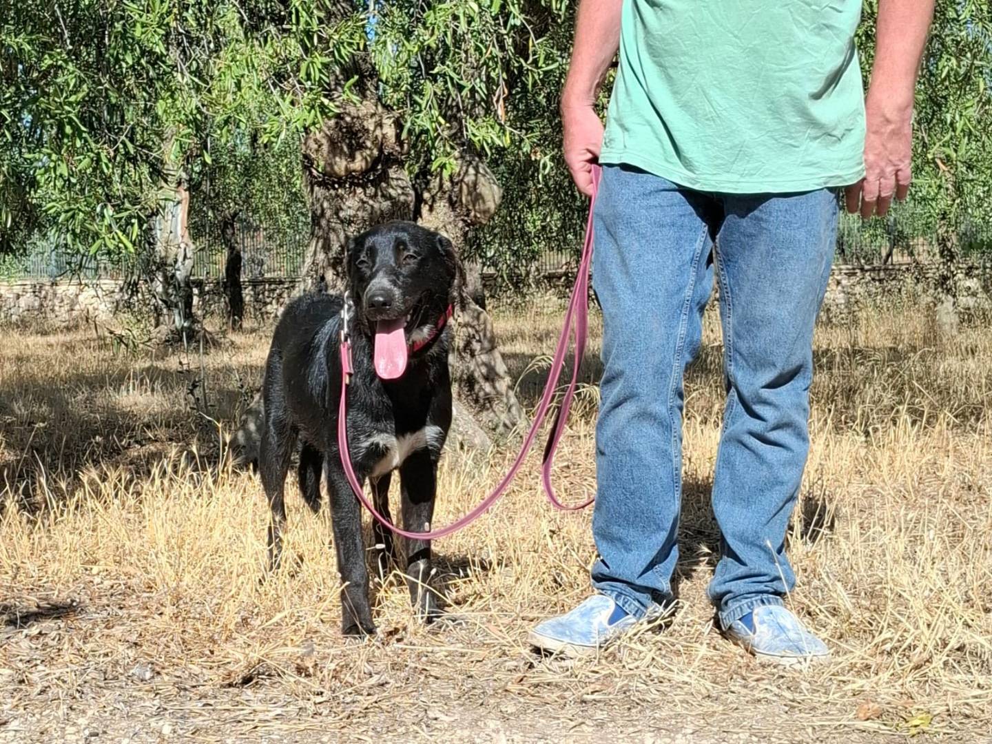 Adotta il cane Merida  a Bari