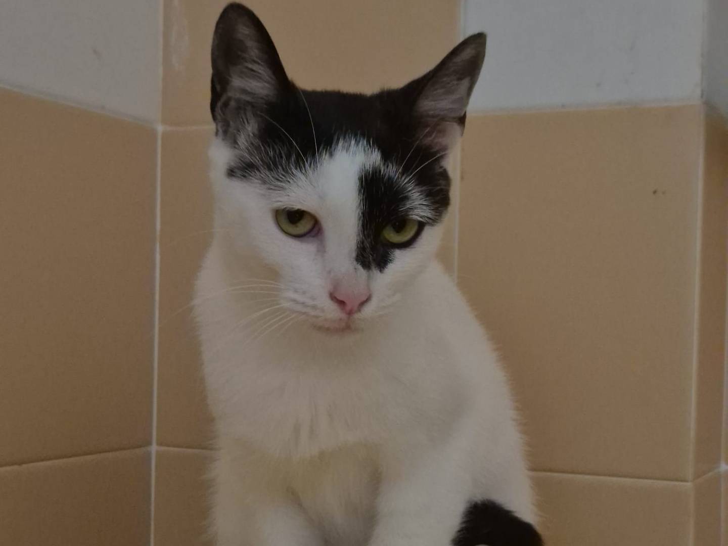 Adotta un gatto, femmina, 11 mesi, Bari