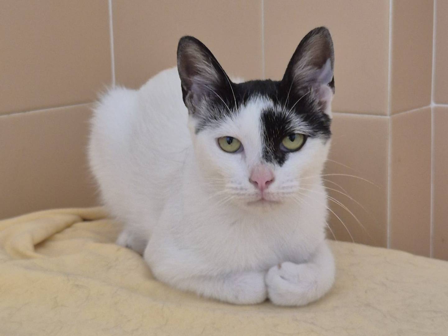 Adotta un gatto, taglia non valida, femmina, Bari