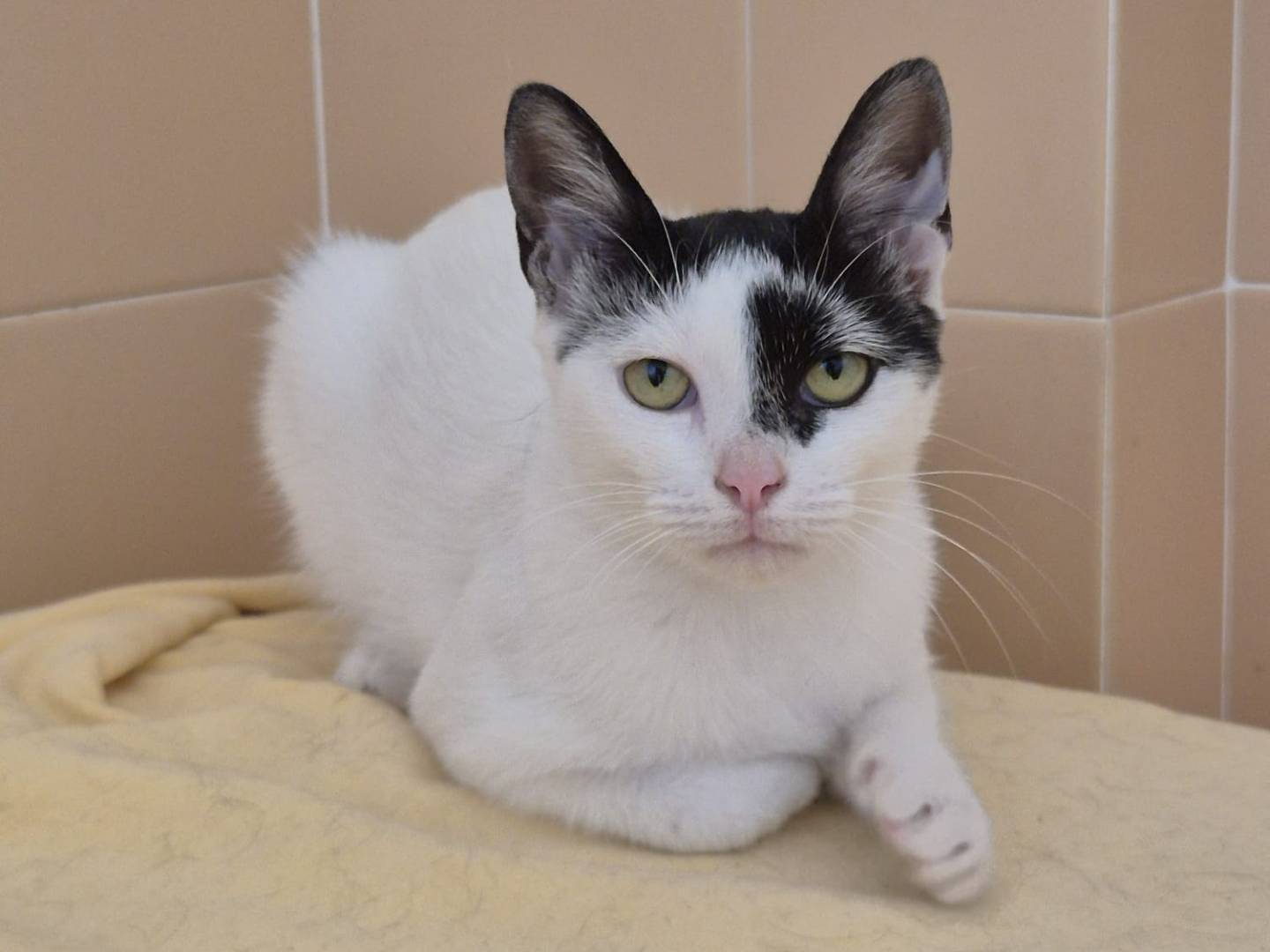 Adozione gatto, femmina, Razza sconosciuta Razza sconosciuta, 11 mesi, taglia non valida, Bari