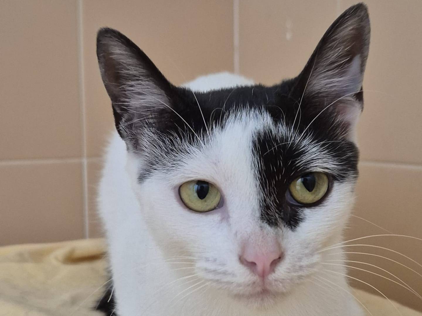 Vuoi adottare un gatto a Bari?