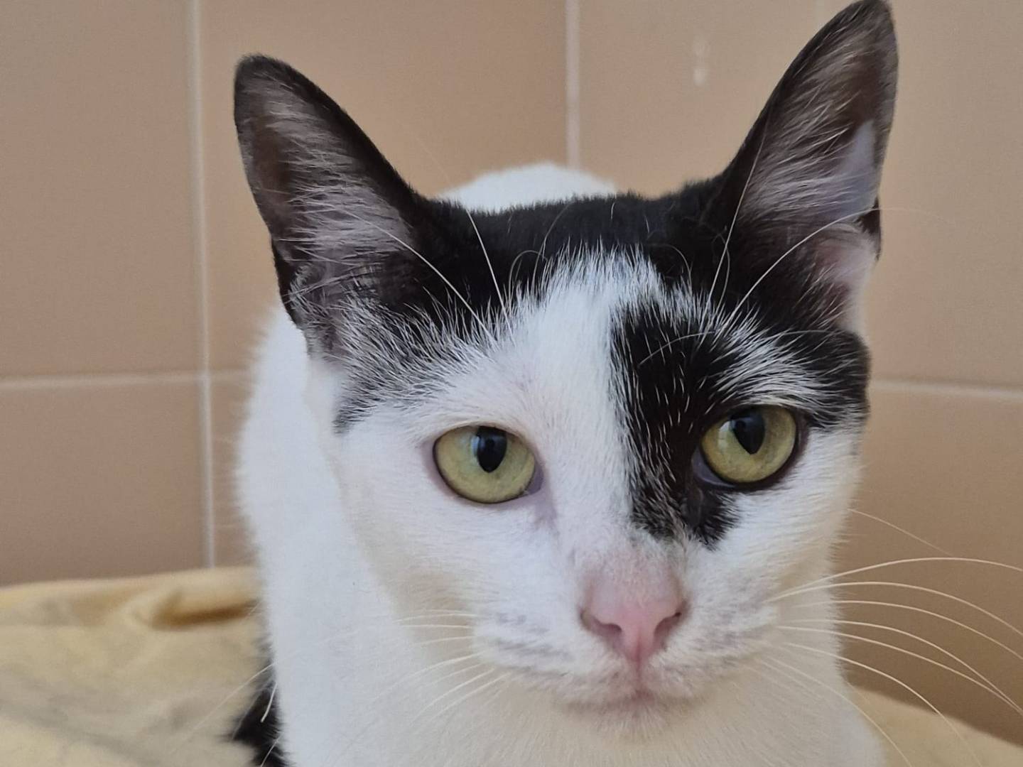 Adotta il gatto Betty a Bari