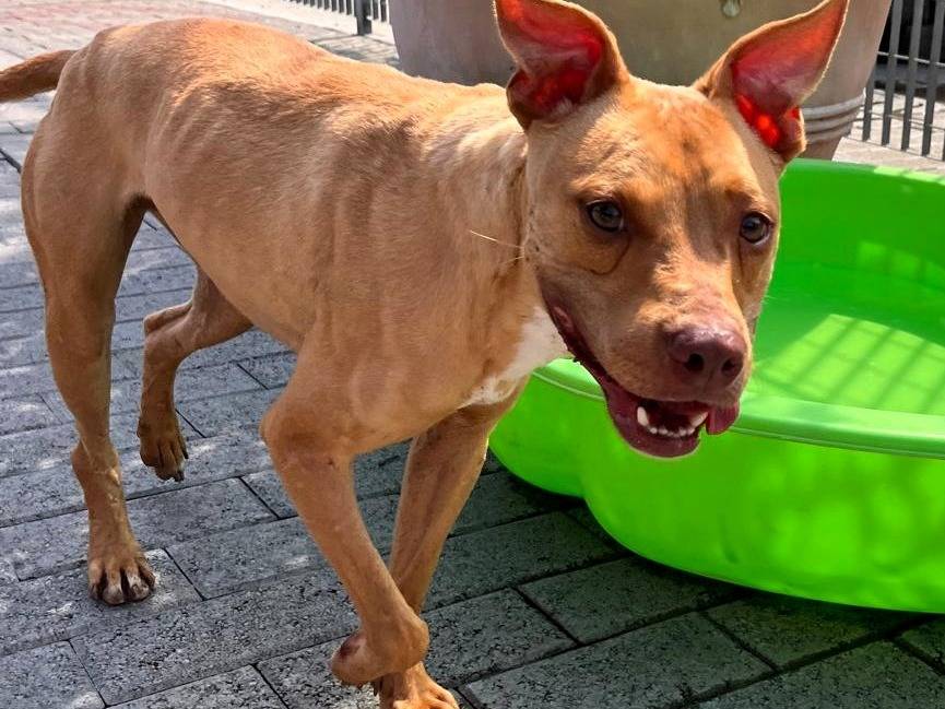 Vuoi adottare un cane a Milano?