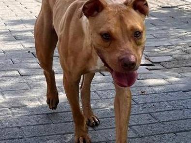 Adotta il cane CARLETTO a Milano