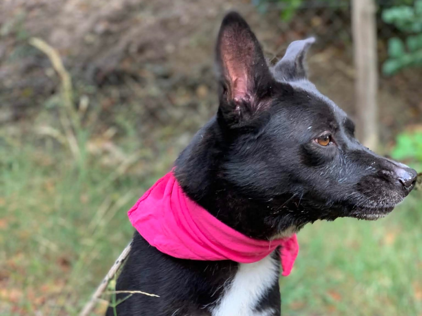 Adotta il cane Pepita a Latina