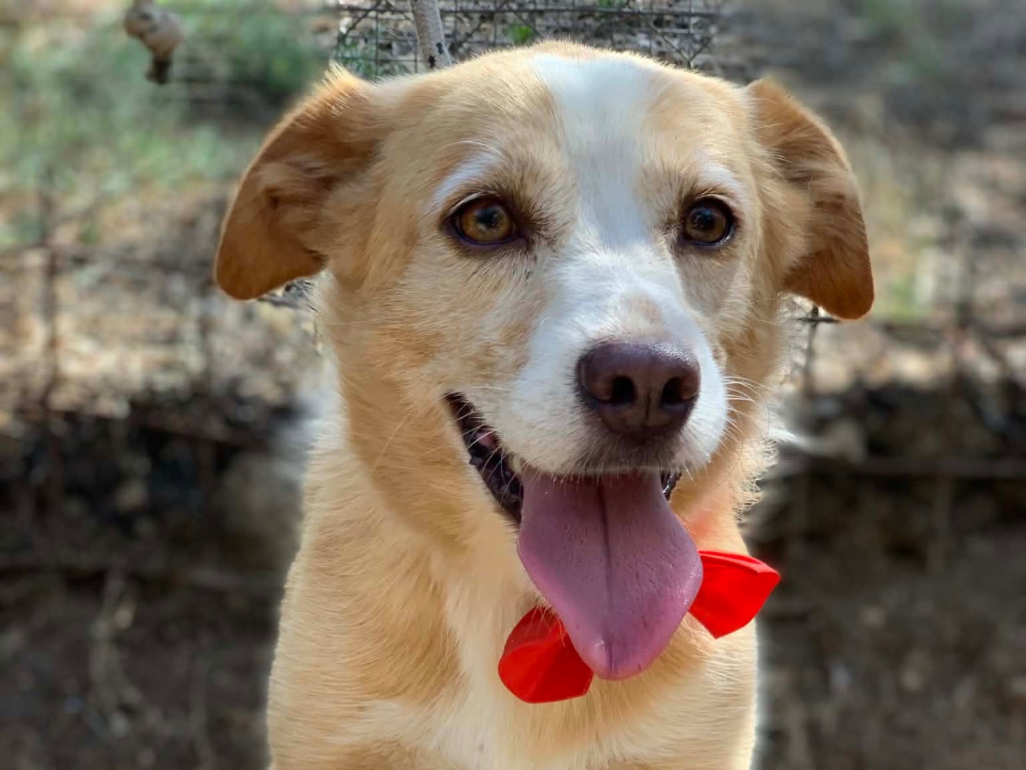 Adozione cane, maschio, Razza sconosciuta Razza sconosciuta, 4 anni e 5 mesi, taglia media contenuta, Latina