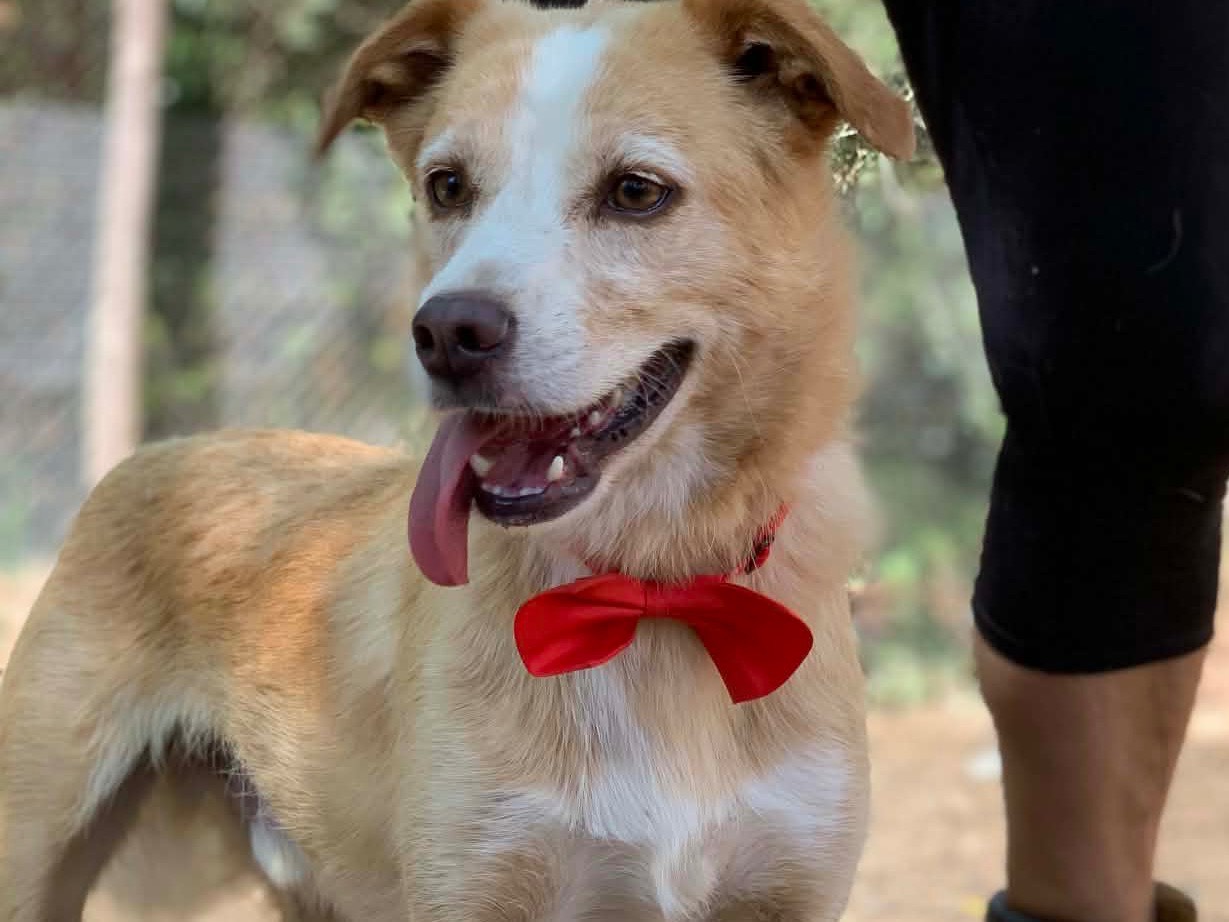 Adotta un cane, maschio, 4 anni e 5 mesi, Latina