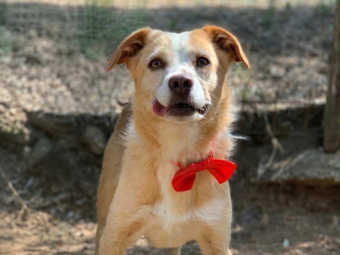 Adotta un cane, taglia media contenuta, maschio, Latina