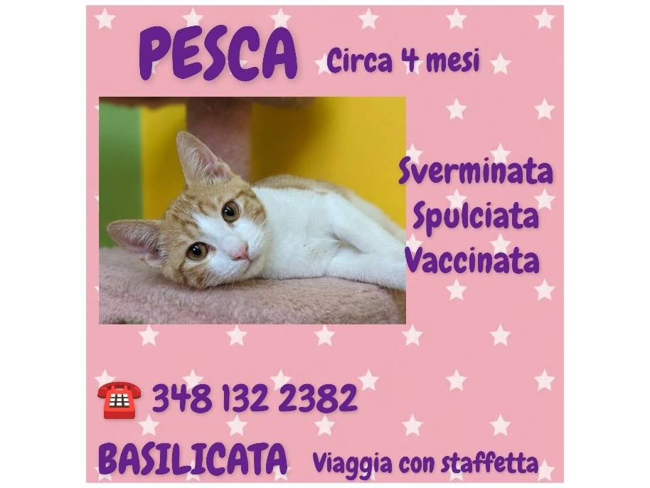 Foto 2 dell'animale