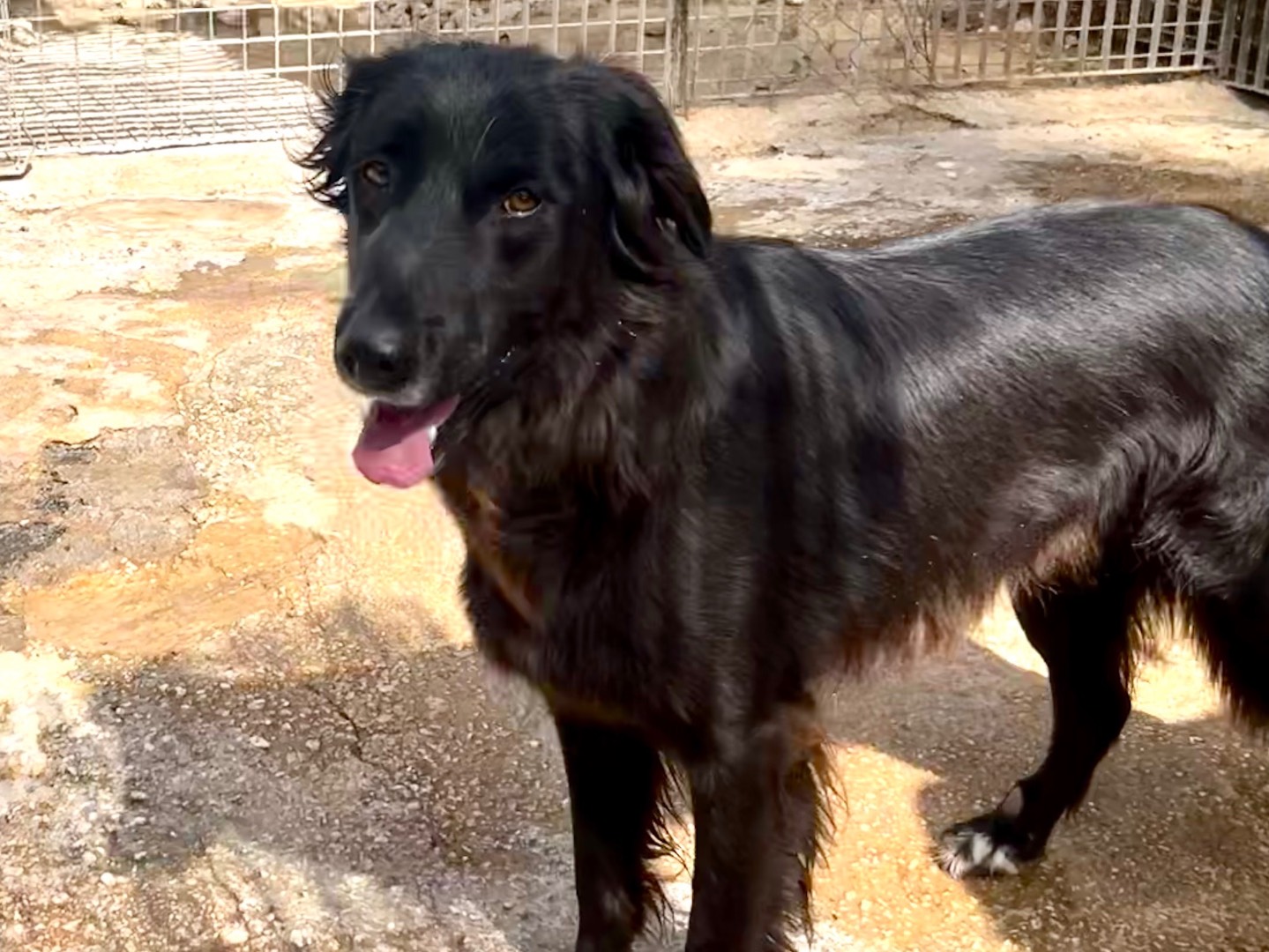Vuoi adottare un cane a Siracusa?