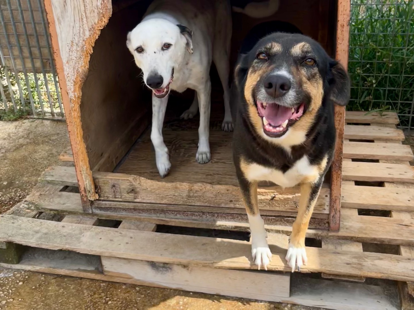 Vuoi adottare un cane a Siracusa?