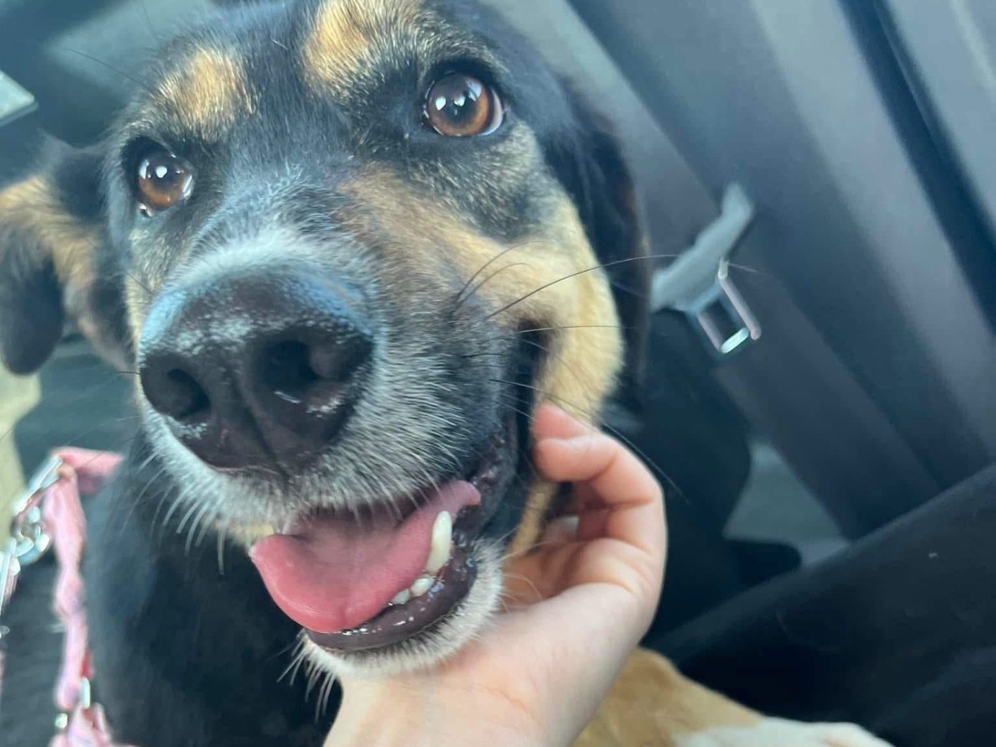 Adotta il cane Joy a Siracusa