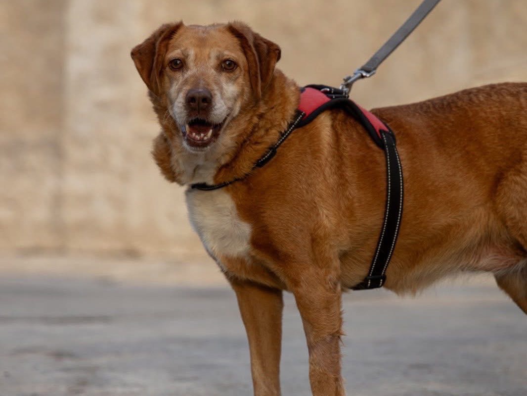 Vuoi adottare un cane a Siracusa?