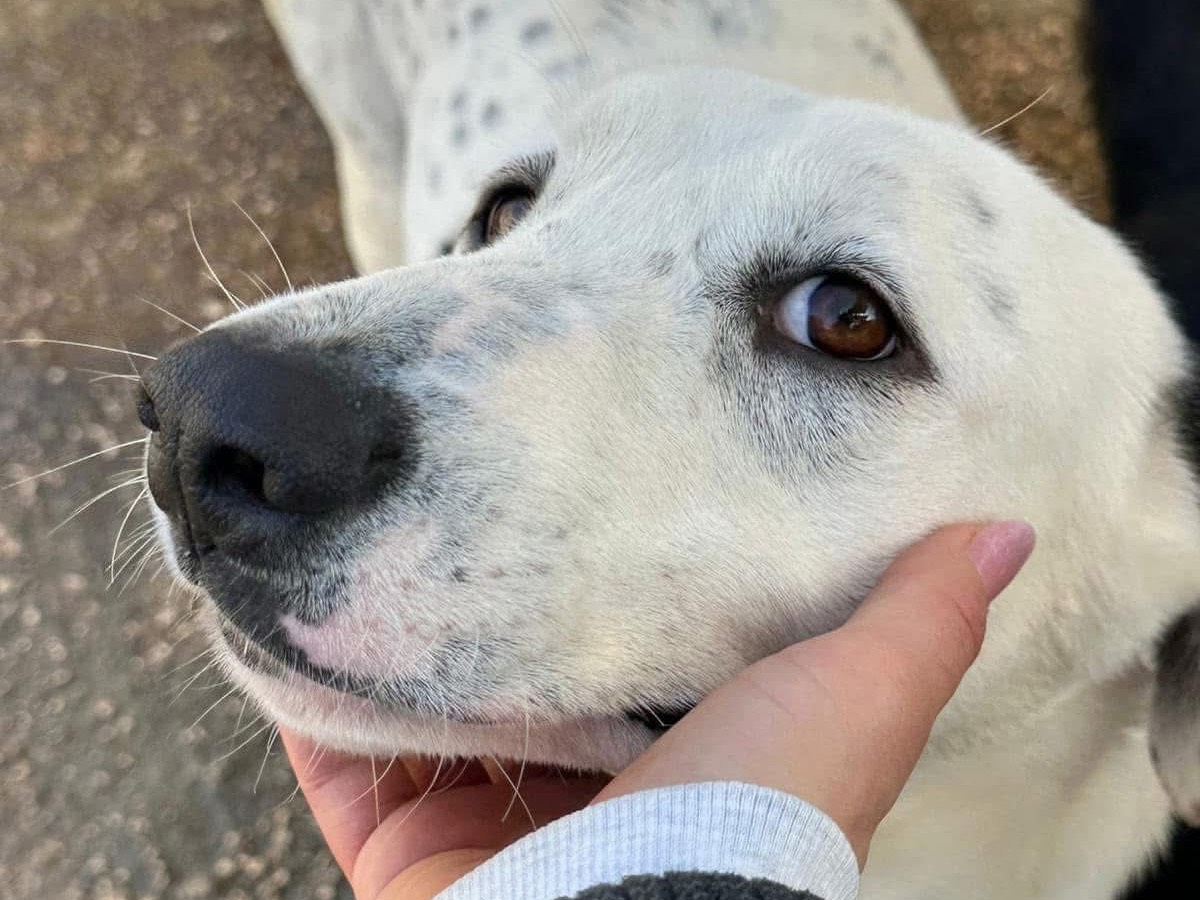 Vuoi adottare un cane a Siracusa?