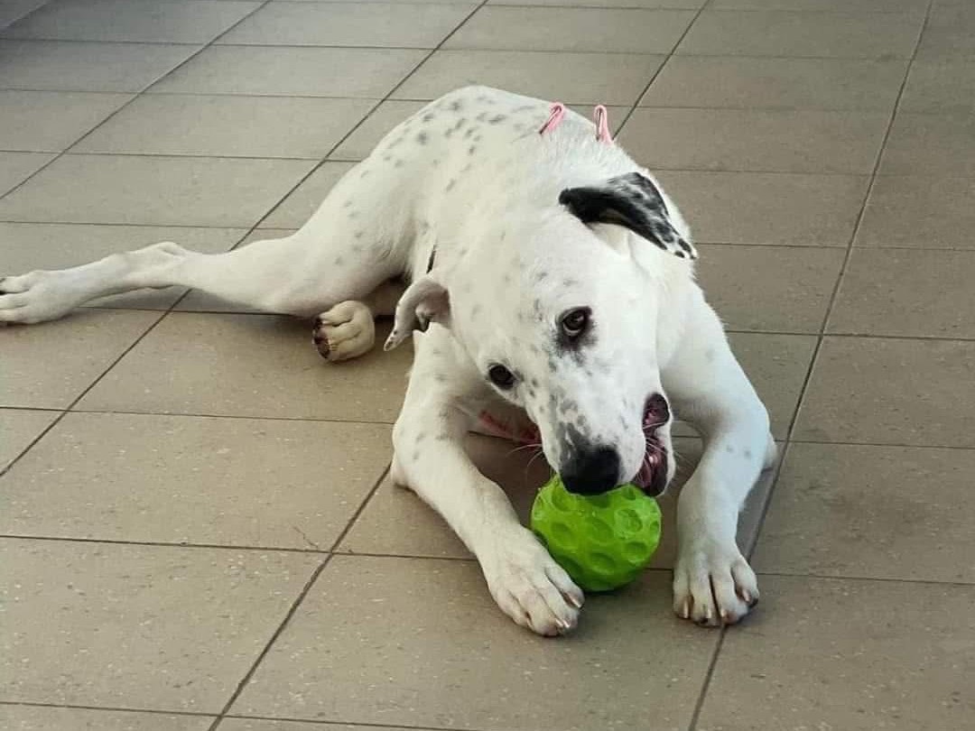 Adotta il cane Kayla a Siracusa