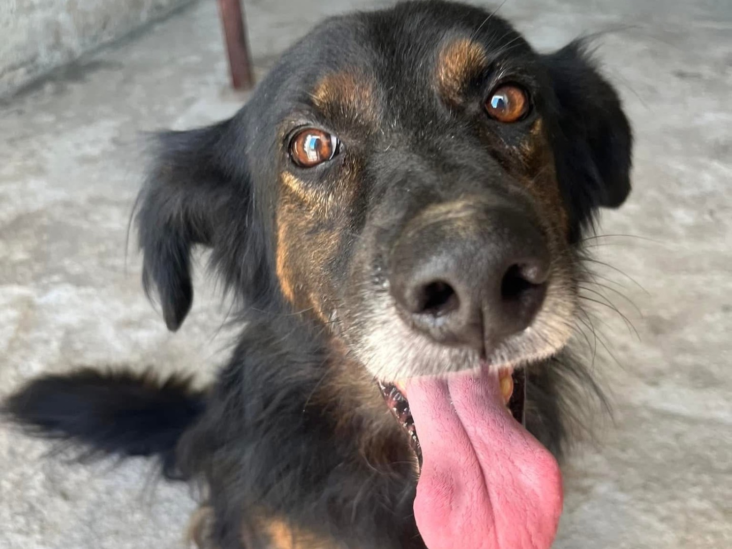 Adotta un cane, maschio, 6 anni e 9 mesi, Siracusa