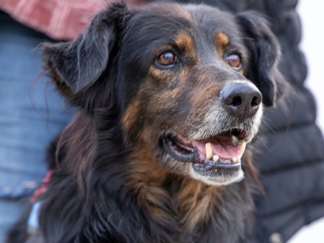Adozione cane, maschio, Razza sconosciuta Razza sconosciuta, 6 anni e 9 mesi, taglia media, Siracusa