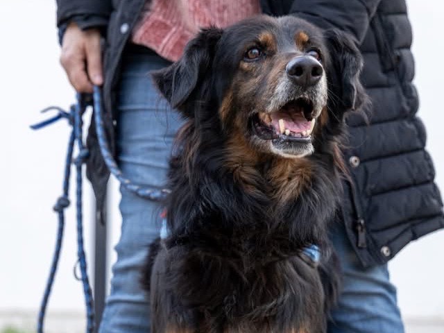 Adotta un cane, taglia media, maschio, Siracusa
