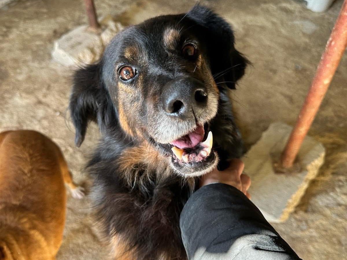 Vuoi adottare un cane a Siracusa?
