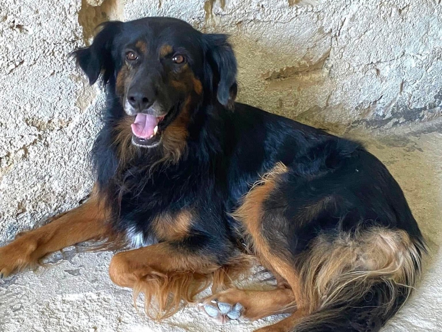 Adotta il cane Hope a Siracusa