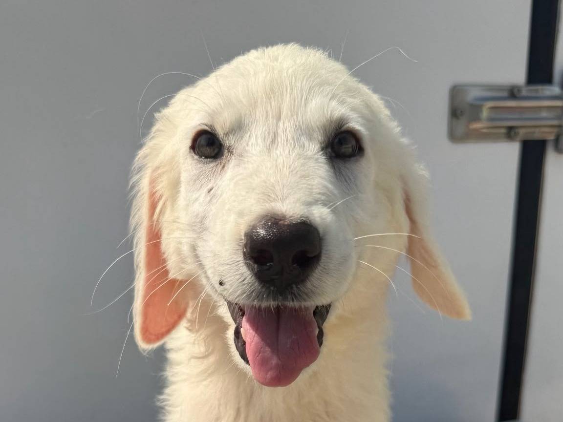 Adozione cane, femmina, Razza sconosciuta Razza sconosciuta, 4 mesi, taglia media, Matera