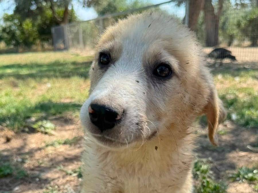 Adozione cane, maschio, Razza sconosciuta Razza sconosciuta, 4 mesi, taglia media, Matera
