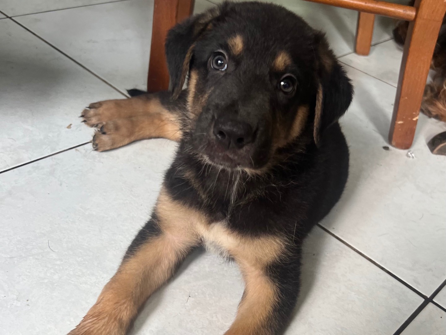 Adozione cane, maschio, Pastore tedesco Razza sconosciuta, 2 mesi, taglia grande, Catania