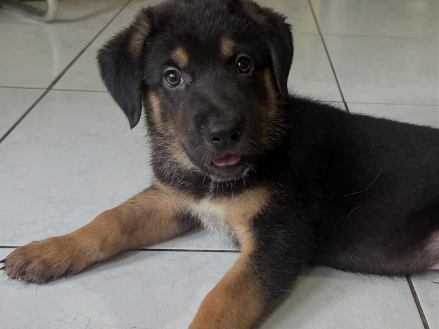Adotta un cane, maschio, 2 mesi, Catania
